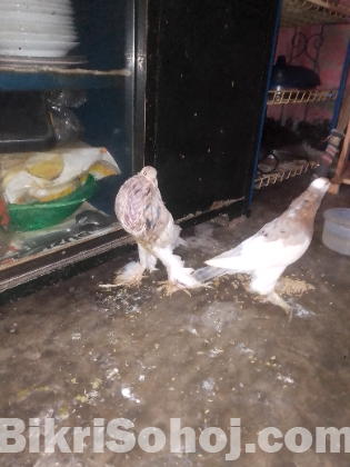 পোটার কবুতর বিক্রি হবে